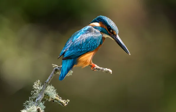 Picture close-up, bird, Common Kingfisher, bright colors