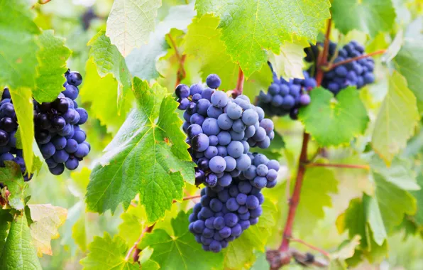 Leaves, branches, nature, Bush, grapes, bunch