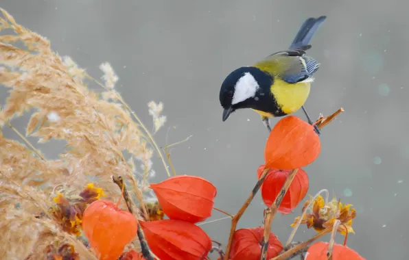 Birds, nature, tit