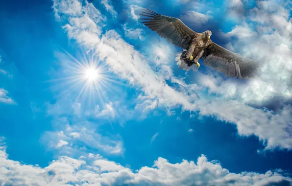 The sky, the sun, clouds, rendering, bird, eagle, wingspan