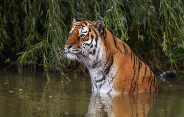 Picture look, face, leaves, water, branches, tiger, bathing, pond
