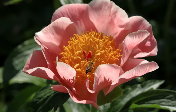 Flower, macro, light, bee, pink, spring, petals, insect