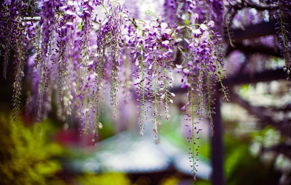 Flowers, blur, spring, flowering, inflorescence, lilac, bokeh, Wisteria