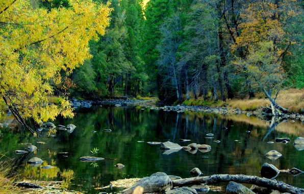Forest, nature, river, Yosemite National Park