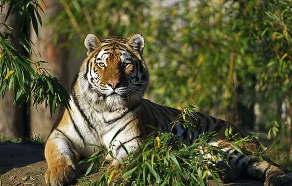 Picture cat, look, branches, tiger, Amur