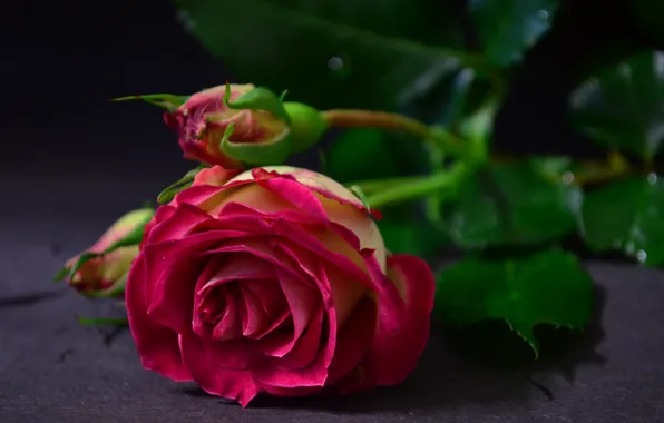Flower, rose, buds