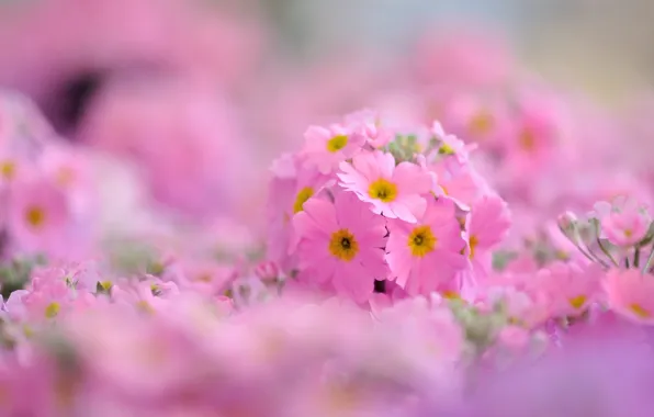 Picture macro, flowers, background, pink, widescreen, Wallpaper, wallpaper, flowers