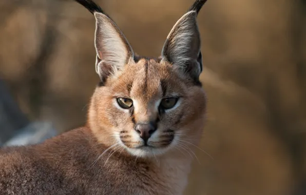 Picture look, face, ears, brush, Caracal, soft