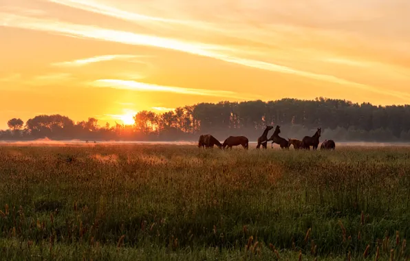 Picture field, light, sunset, fog, horse, dawn, horse, pasture