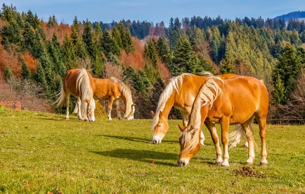 Forest, horses, horse, pasture, red, grazing