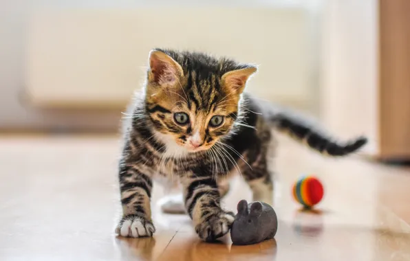 Cat, look, kitty, grey, background, room, toy, the game