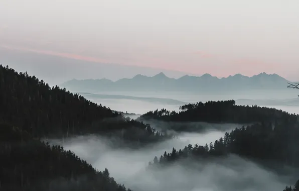 Forest, the sky, landscape, mountains, nature, fog, dawn, horizon