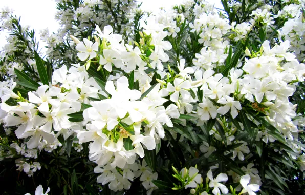 Picture photo, Flowers, White, Oleander, Closeup