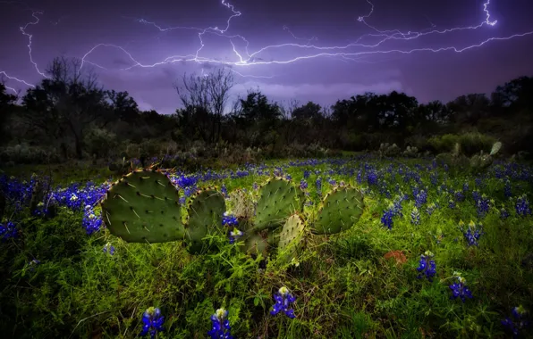 Picture the sky, nature, zipper, lightning, cacti, lupins