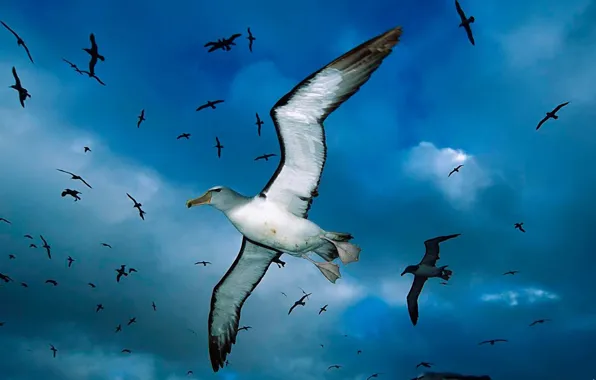 Clouds, blue, Seagull, Birds