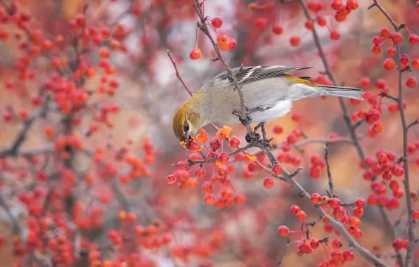 Autumn, branches, nature, berries, background, tree, bird, Bush