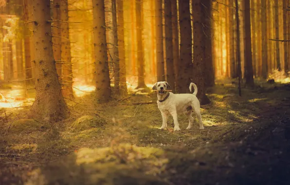 Forest, the sun, dog