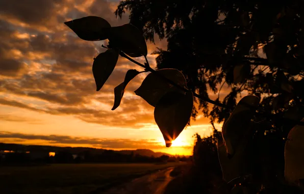 Light, Clouds, Sun, Sunset, Autumn, Evening, Road, Leaves