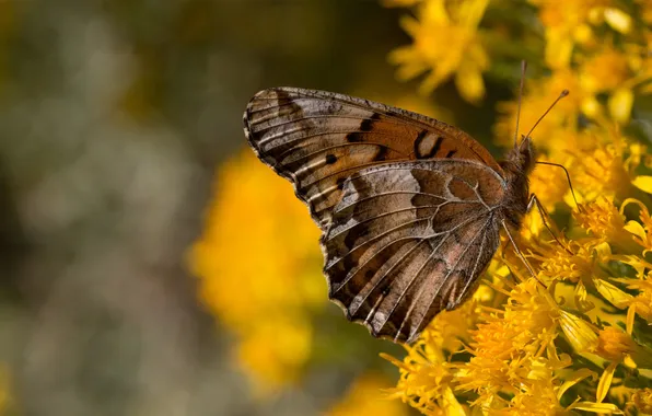 Picture flowers, background, butterfly, wings, yellow