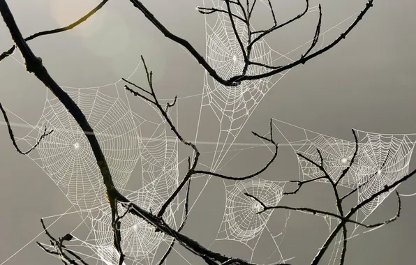 Picture TREE, BRANCHES, WEB, PATTERN, THREAD