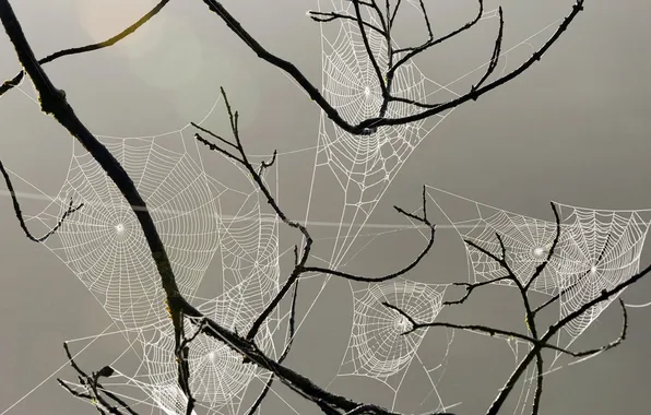 TREE, BRANCHES, WEB, PATTERN, THREAD