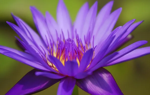 Macro, flowers, Lily, lilac, water