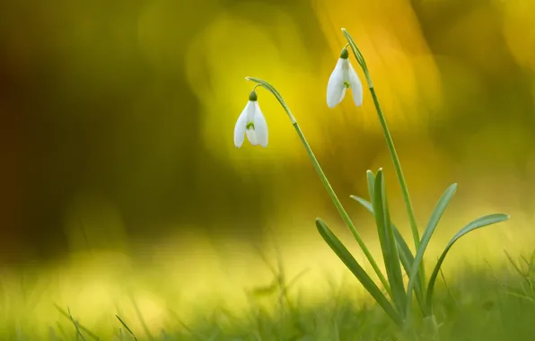 Picture glare, background, snowdrops, white, two