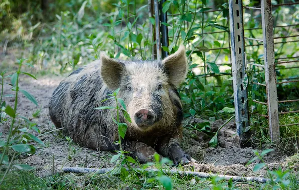 Picture look, background, pig