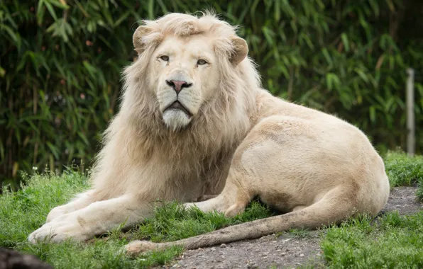 Cat, grass, look, stay, white lion