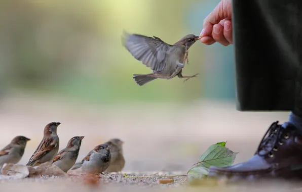 Sheet, food, hand, shoes, waiting, pants, sparrows