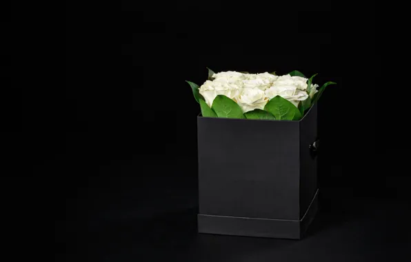 Background, box, roses, bouquet, rose, white, box, romantic