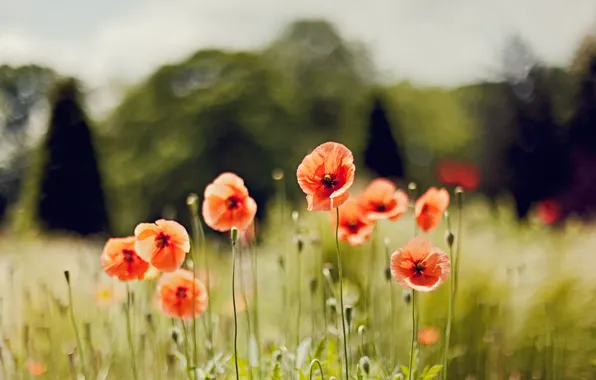 Picture flowers, Maki, spring