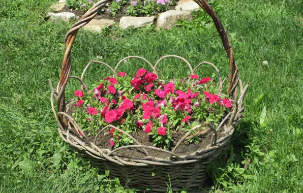 Picture the city, basket, flowerbed, Petunia, Meduzanol ©, Summer 2018