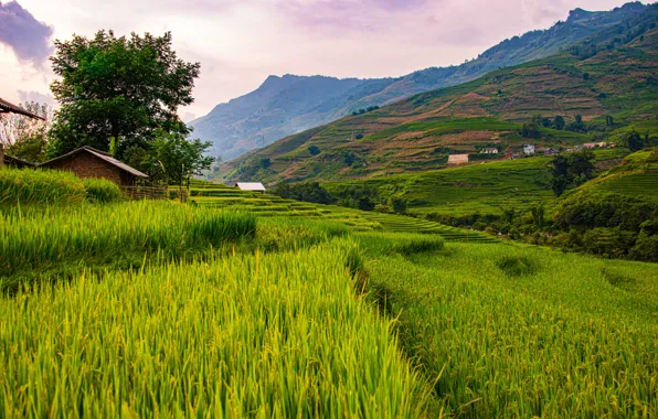 Mountains, the slopes, Vietnam, Sapa, rice