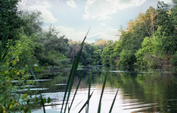 Greens, Clouds, River, Reed