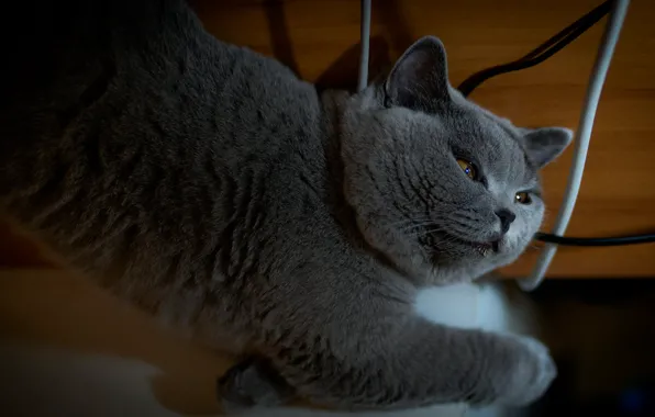 Cat, cat, look, pose, face