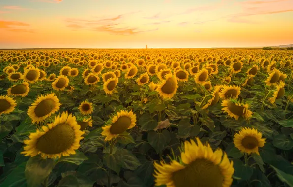 Field, summer, the sky, clouds, light, sunflowers, sunset, flowers