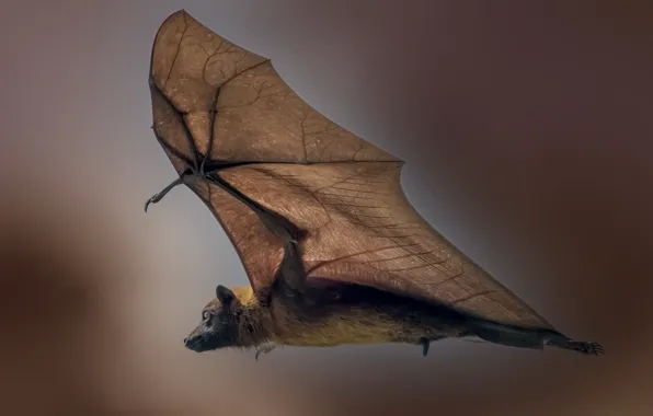 Background, flight, flying mouse
