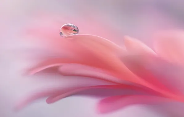 Drops, macro, flowers