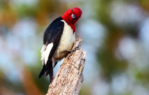 Picture background, bird, stump, sitting, Wallpaper from lolita777, common
