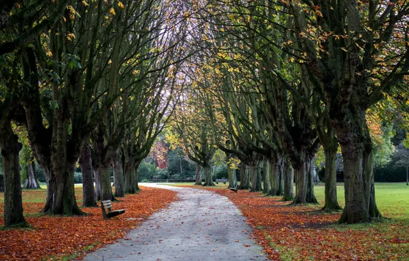 Park, autumn, oxford, cowley