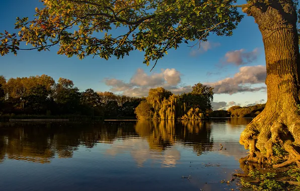 Picture forest, the sky, water, clouds, trees, landscape, sunset, nature