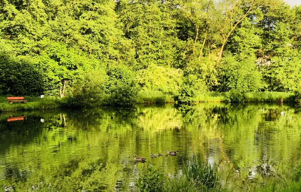 Greens, Nature, Grass, Trees, Bench, Pond, Plants, Ducks