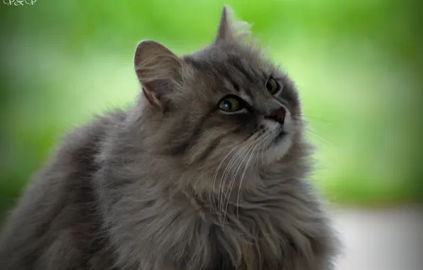 Cat, Beauty, Raisa Petrovna