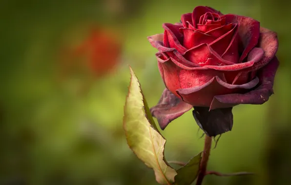 Rose, petals, red