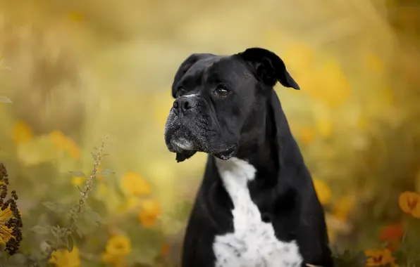 Background, each, dog