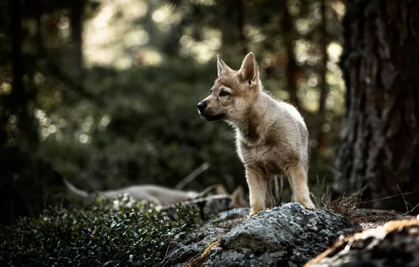 Forest, look, nature, tree, dog, baby, puppy, bokeh