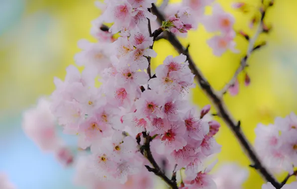 Flowers, branches, cherry, spring, Sakura, pink, flowering, yellow background