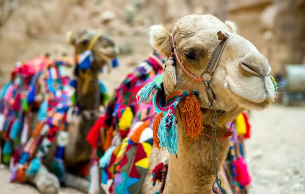 Picture desert, camels, bright capes