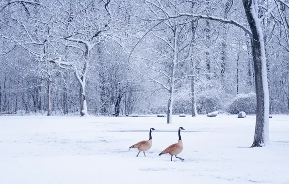 Winter, frost, forest, snow, trees, birds, branches, nature